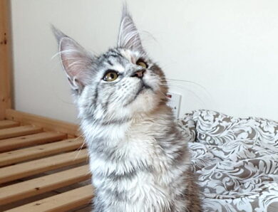 Gaia – Black Tortie Silver Tabby bloched
