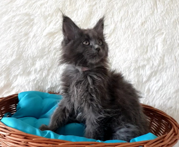Eros - Maine Coon Kitten in Blue Smoke im Alter von 6 Wochen