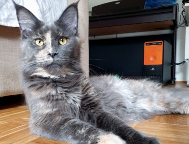 Grace – Blue Torty Smoke Maine Coon Dame