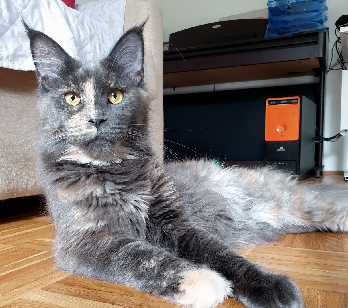 Maine Coon Katze