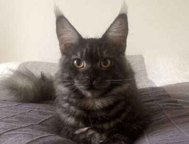 Roxy – Black Smoke Maine Coon Mama