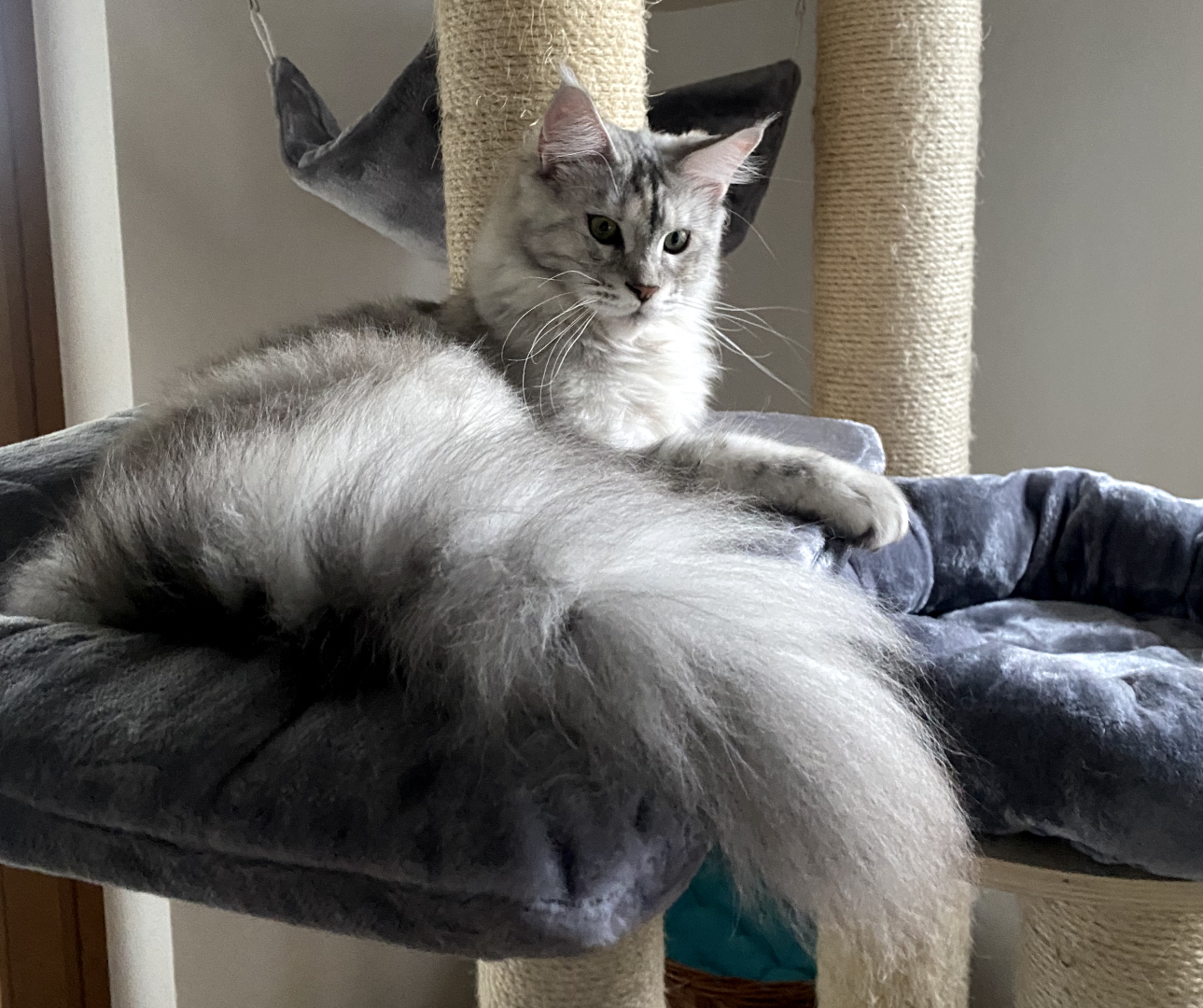 Maine Coon Katze