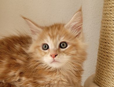 Jason – Red Silver Tabby Blotched Maine Coon Kater