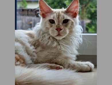 Luzifer – ein stattlicher frecher Maine Coon Kater