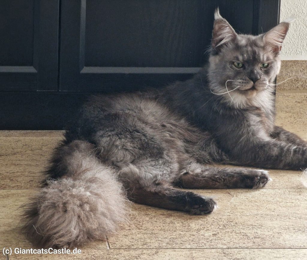 Black Smoke Maine Coon