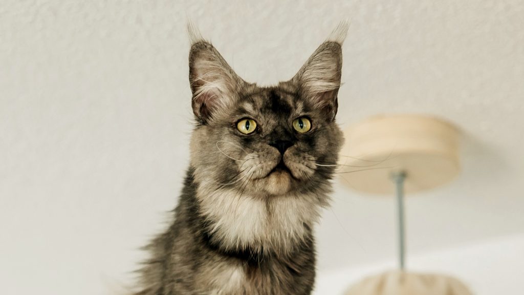 Black Smoke Maine Coon