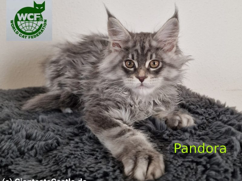 Penelope und Pandora – Blue Silver Tabby – vergeben!
