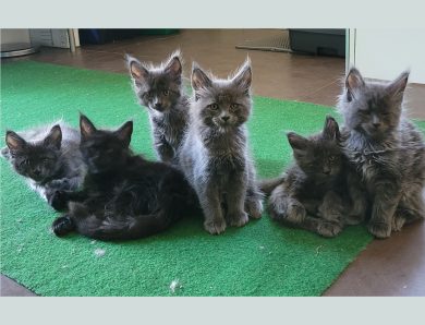 Der R-Wurf – Blue Smoke Maine Coon Kitten – schnell vergeben