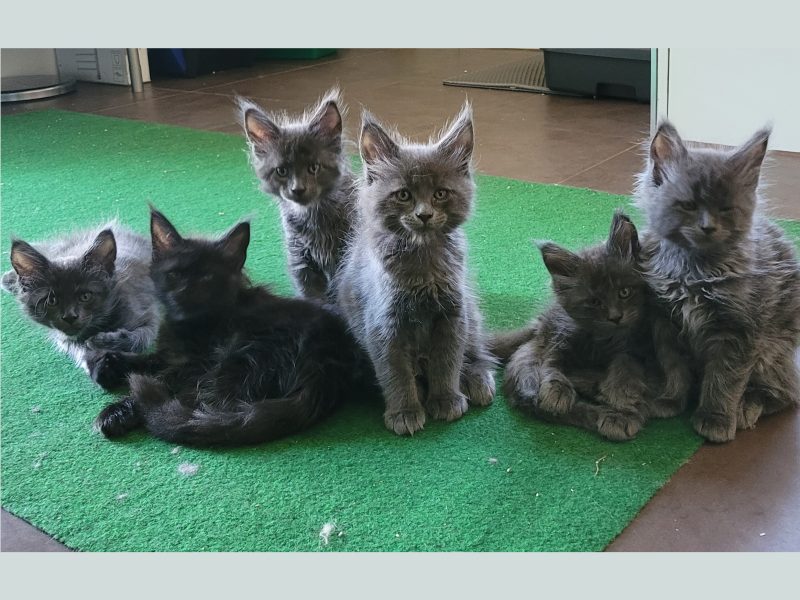 Der R-Wurf – Blue Smoke Maine Coon Kitten – schnell vergeben