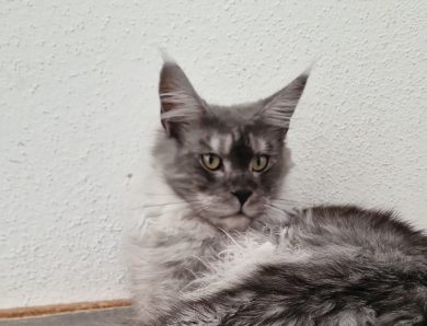 JCh (WCF) Mirana – Black Smoke Shaded Line Maine Coon Katze