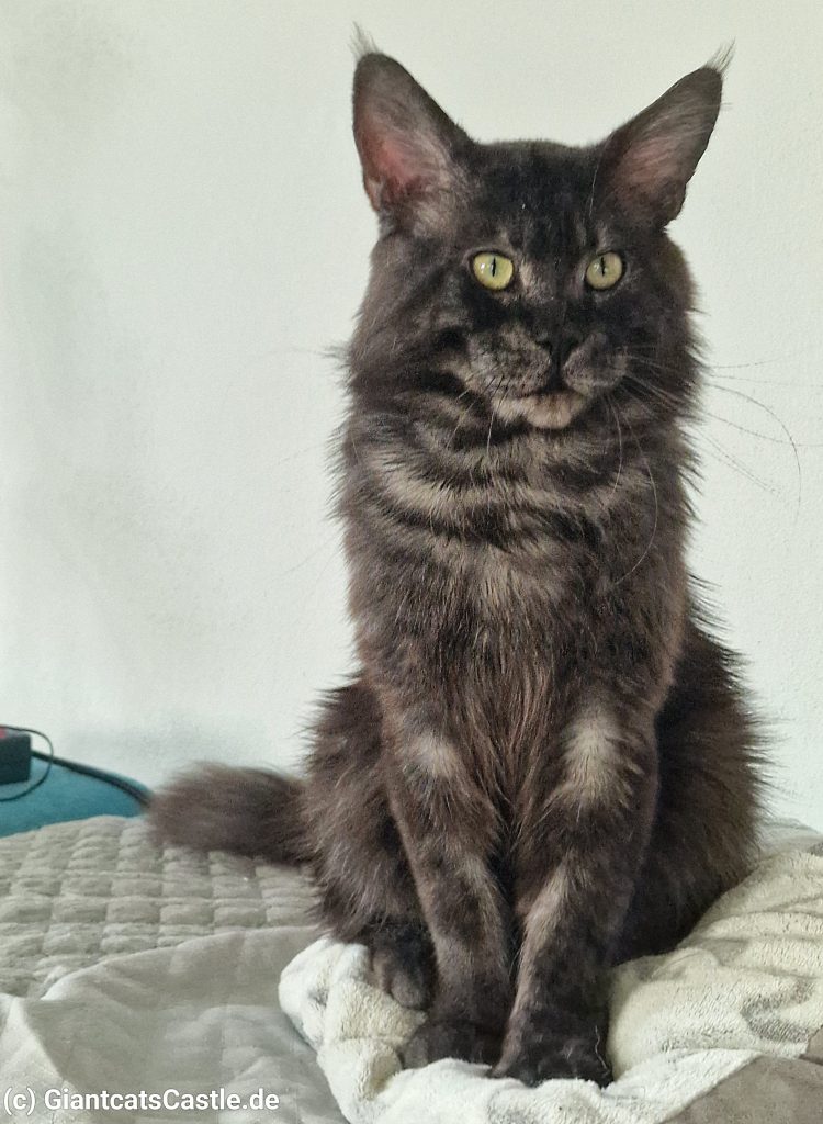 Black Smoke Maine Coon Kater - Richard