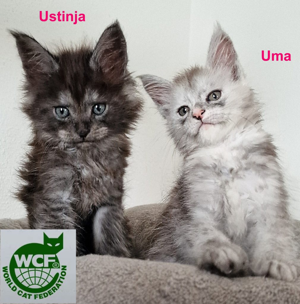 Ustinja-Uma