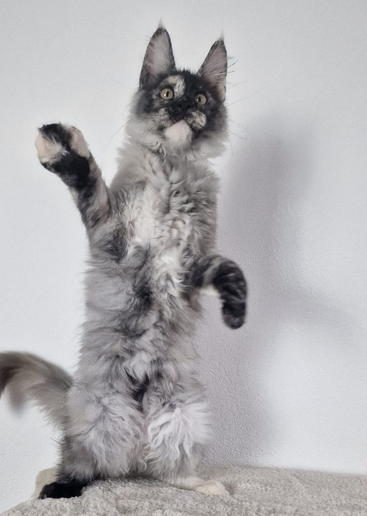 Zoe - Black Torty Smoke Maine Coon Madel