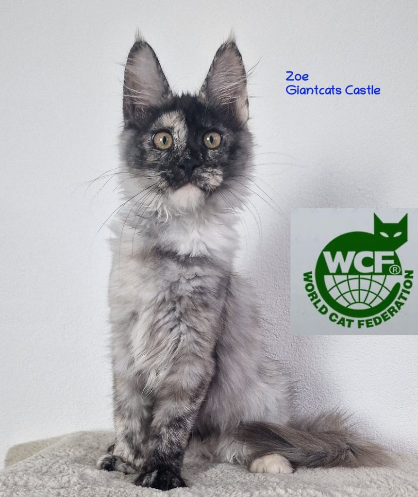 Zoe - Black Torty Smoke Maine Coon Madel