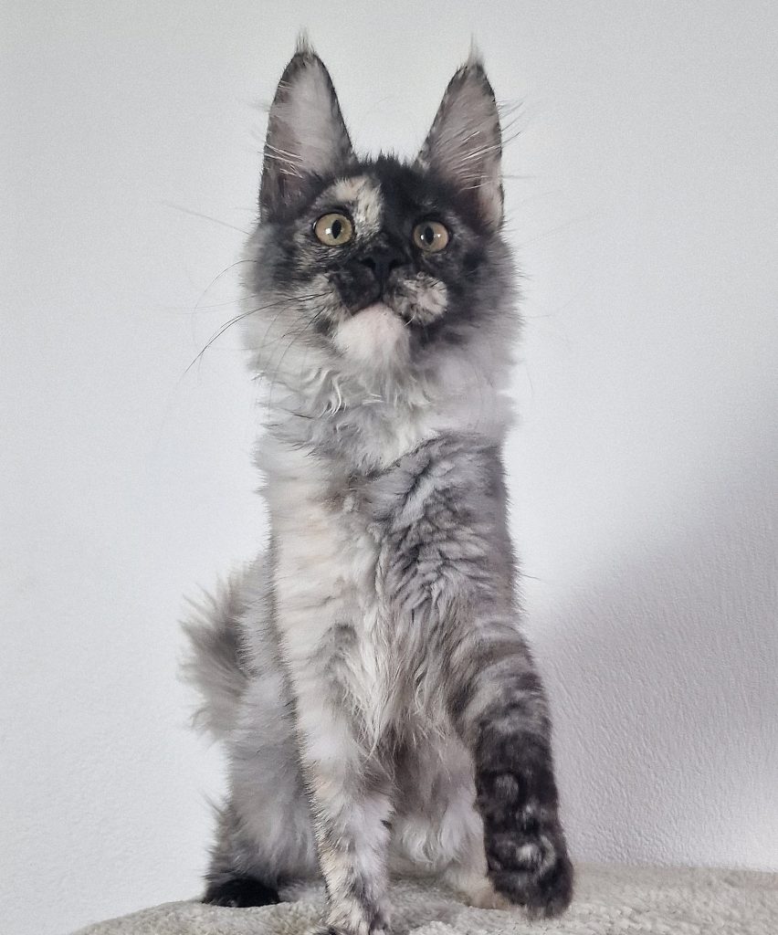 Zoe - Black Torty Smoke Maine Coon Madel
