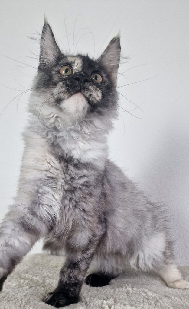 Zoe - Black Torty Smoke Maine Coon Madel