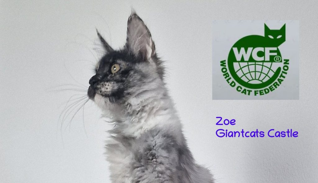 Zoe - Black Torty Smoke Maine Coon Madel