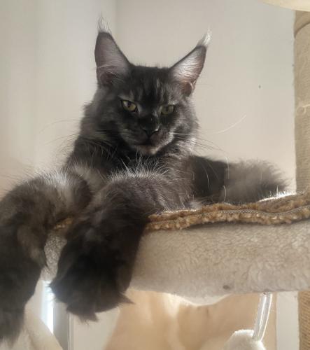 Maine Coon Katze Black Smoke