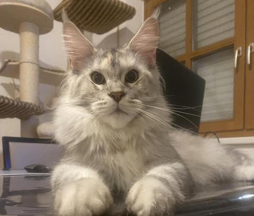 Maine Coon Katze