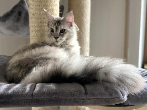 Maine Coon Katze